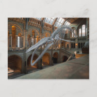 whale skeleton postcard