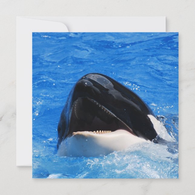 Whale Sounds Invitations (Front)