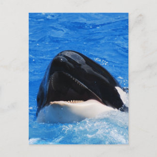 Whale Sounds Postcard