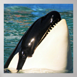 Whale Surfacing in Calm Ocean Poster