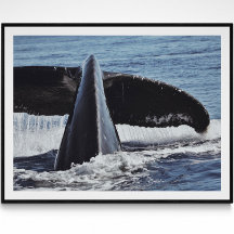 Whale Tail Fine Art Photography Print 