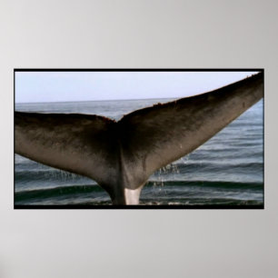Whale tail poster