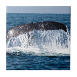 Whale Tail Tile