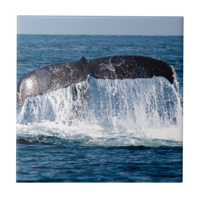 Whale Tail Tile (Front)