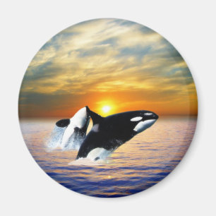 Whales at sunset magnet