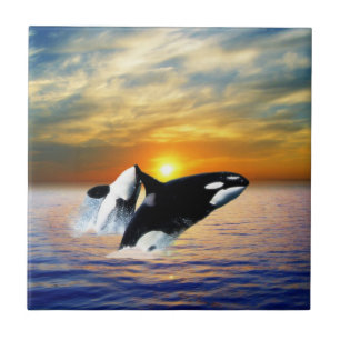 Whales at sunset tile