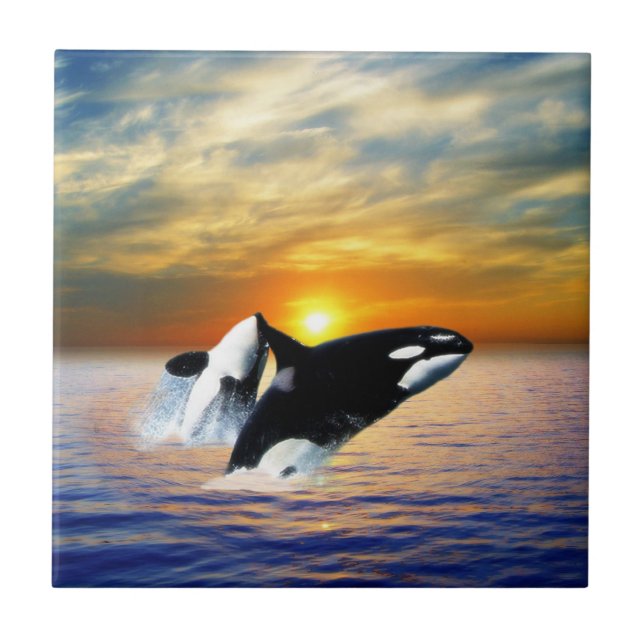 Whales at sunset tile (Front)