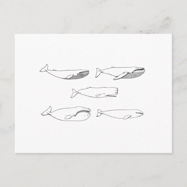 Whales Illustration (line art) Postcard (Front)