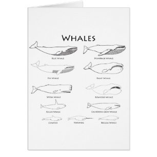 Whales (line art illustrations)