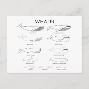 Whales (line art illustrations) postcard