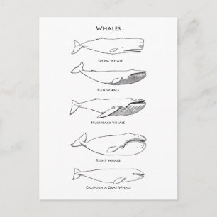 Whales Logo Postcard