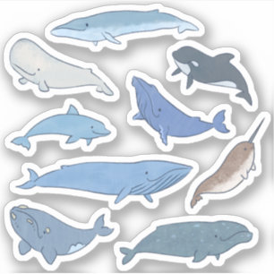 Whales of the World