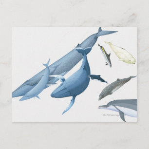 Whales Postcard