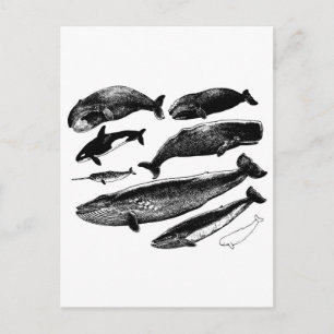 whales postcard