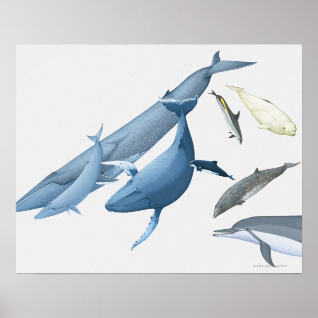 Whales Poster (Front)