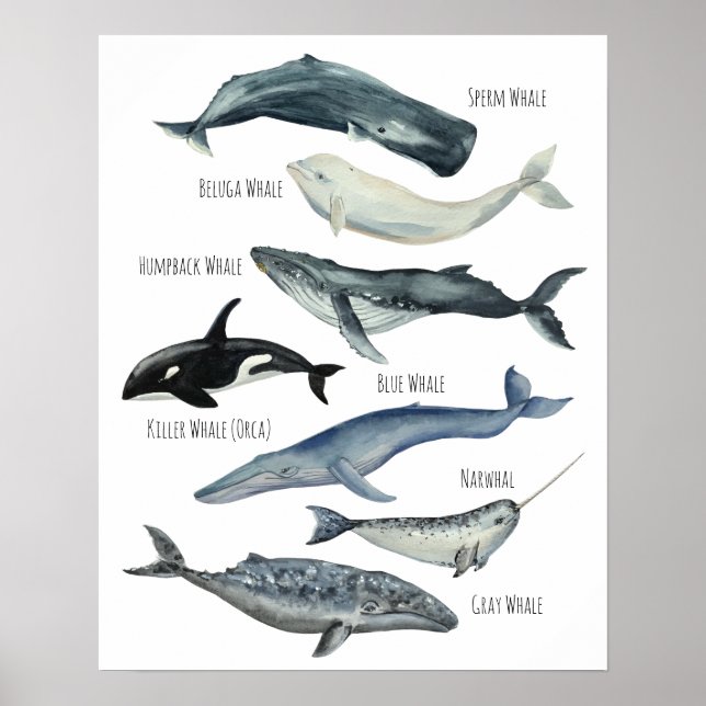 Whales Poster (Front)