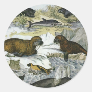 Whales, Seals and Walruses, Vintage Marine Animals