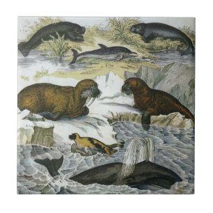 Whales, Seals and Walruses, Vintage Marine Animals Tile