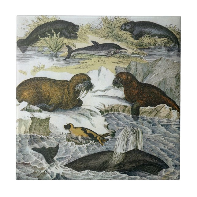Whales, Seals and Walruses, Vintage Marine Animals Tile (Front)