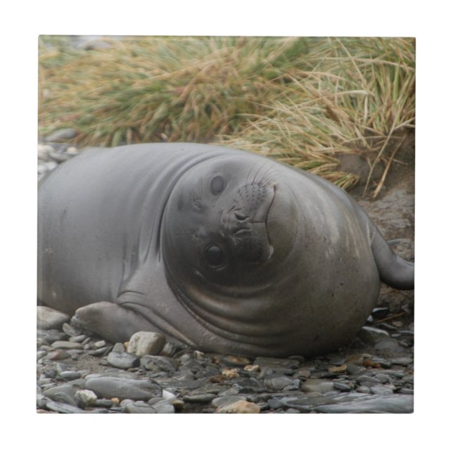 Whassup? Seal Tile (Front)