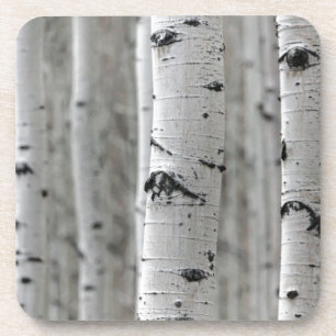 what a birch coaster