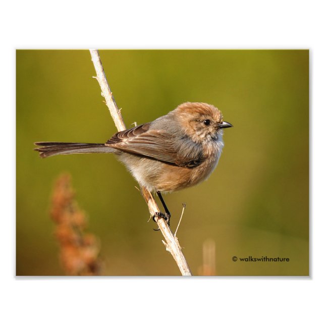What a Character! Male Bushtit Photo Print (Front)