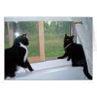 What are the kitties thinking?