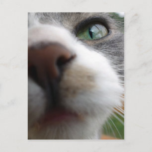 What are you looking at? Cat Postcard