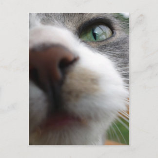 What are you looking at? Cat Postcard