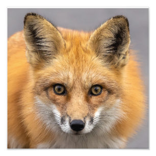 What Big Eyes You Have Photo Print