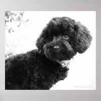 What? / Black Toy Poodle in B&W Print