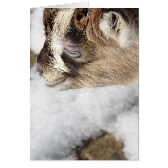 What is Snow? Baby goat sees snow for first time (Front)