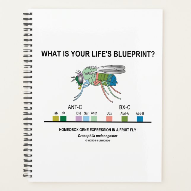 What Is Your Life's Blueprint? Drosophila Biology Planner (Front)