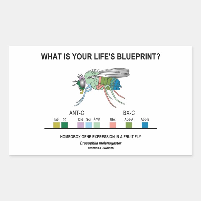 What Is Your Life's Blueprint? (Gene Expression) Rectangular Sticker (Front)