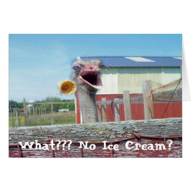 What No Ice Cream - Ostrich Farm (Front Horizontal)