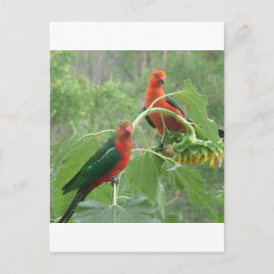 What? Postcard