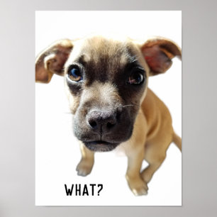 What Says Chihuahua Pug Cute Adorable Precious Dog Poster