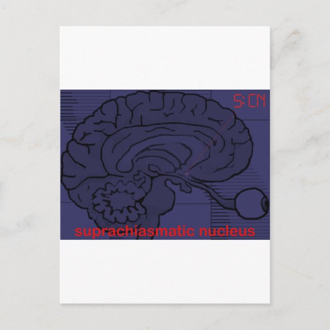 What time is it? Ask my SCN Postcard (Front)