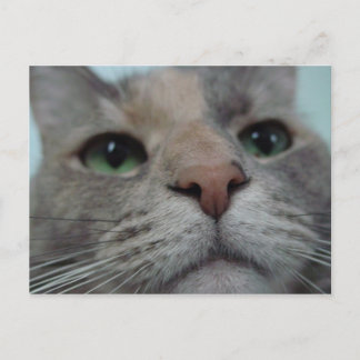 What Ya doin? Postcard