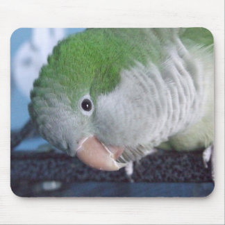 Whatcha Doin'? Quaker Parakeet Mouse Pad