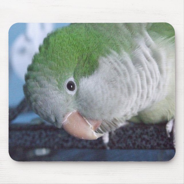 Whatcha Doin'? Quaker Parakeet Mouse Pad (Front)