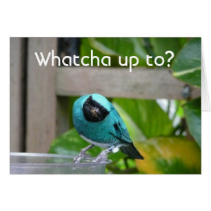 Whatcha up to?