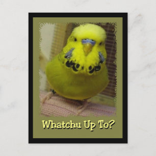 Whatchu Up To? Postcard