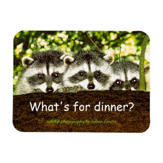 What's for dinner? Racoon refrigerator magnet. Magnet