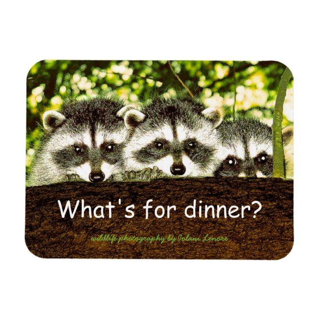 What's for dinner? Racoon refrigerator magnet. Magnet (Horizontal)