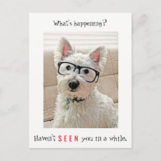 What's Happening, Westie Dog Wearing Glasses Postcard