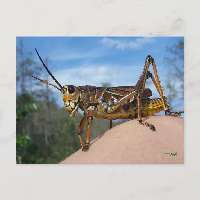 What's Hoppin Postcard (Front)