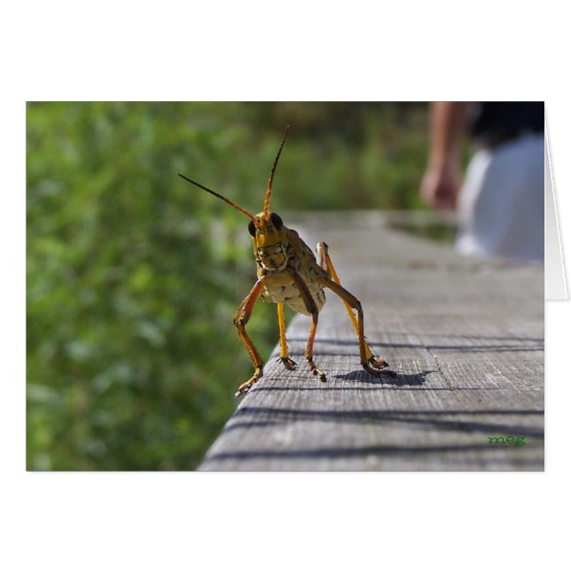 What's Hoppin? (with text) (Front Horizontal)