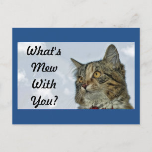 What's Mew Cat Postcard
