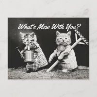 What's Mew Kittens